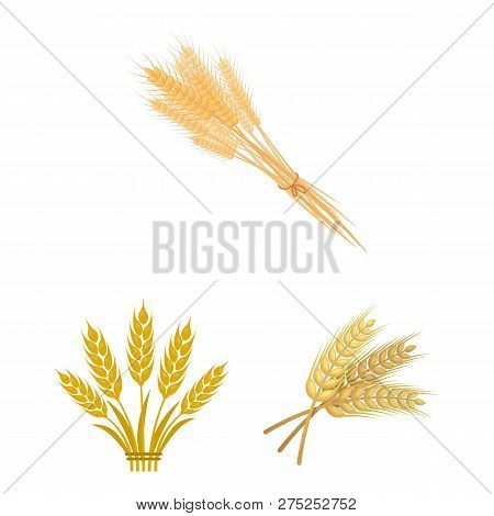 Isolated Object Of Wheat And Stalk Symbol. Set Of Wheat And Grain Stock Symbol For Web.