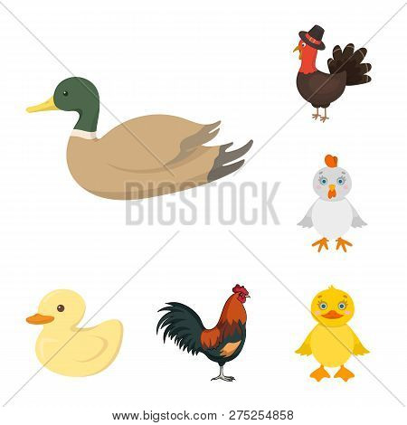 Vector Illustration Of Funny And Poultry Symbol. Collection Of Funny And Farming Vector Icon For Sto