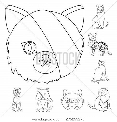 Isolated Object Of Pet And Sphynx Icon. Set Of Pet And Fun Vector Icon For Stock.