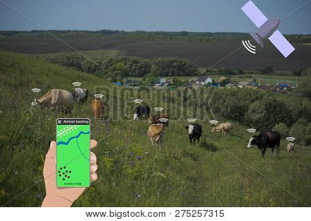 With The Help Of A Smartphone And A Sensor On The Cow Determine The Location Of The Cow. Smart Farmi