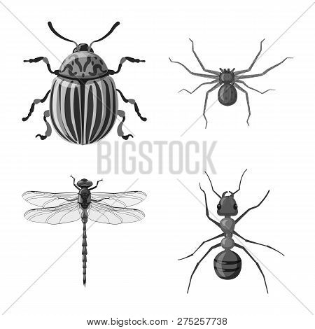 Isolated Object Of Insect And Fly Logo. Collection Of Insect And Element Stock Vector Illustration.