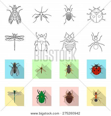 Vector Illustration Of Insect And Fly Sign. Collection Of Insect And Element Vector Icon For Stock.