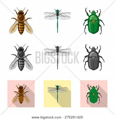 Isolated Object Of Insect And Fly Symbol. Set Of Insect And Element Vector Icon For Stock.