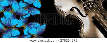 Morpho Butterflies And Violin. Fragment Of A Violin On A Black Background With Morpho Butterflies.  