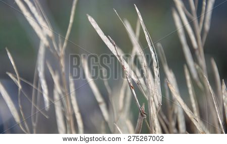 Open Seedpods In Late Afternoon In A Garden In The Autumn Waving In The Wind