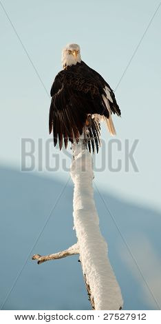 Orel bělohlavý (haliaeetus Leucocephalus)