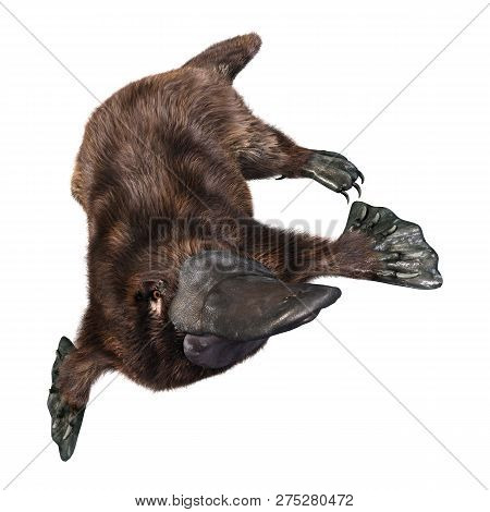 3D Rendering Platypus On White