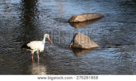 Stork In A River,strasbourg, Alsace, France