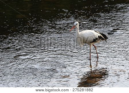 Stork In A River,strasbourg, Alsace, France
