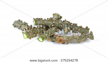 Tinospora Cordifolia Herb Isolated On White Background