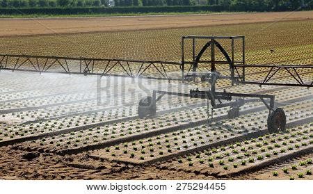 Automatic Irrigation System To Water The Fresh Green Lettuce Sprouts In The Cultivated Field With Sa