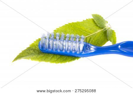 Blue Toothbrush On Fresh Green Leaves Of Mint