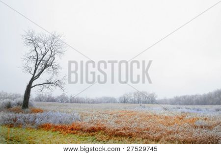 Arbre couvert de glace isolés