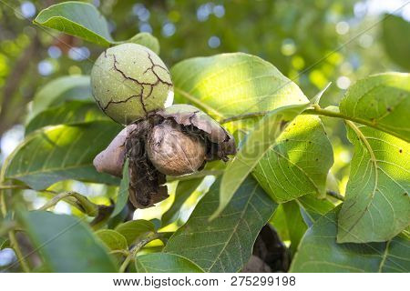 Ripe Fruits Arise From Nutshell On Tree. Closeup