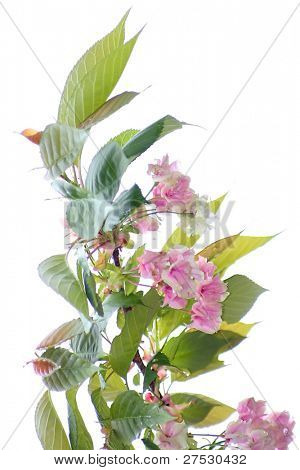 Close up Shot von Kirsche blosssom