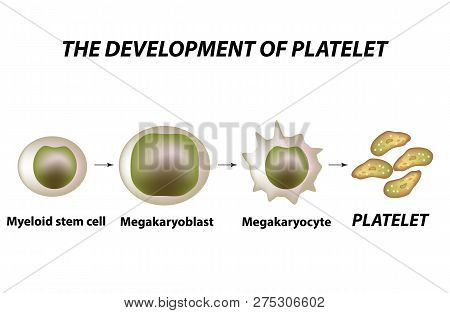 Thrombocytosis. Thrombopoiesis. Platelet Formation. Infographics. Vector Illustration On Isolated Ba