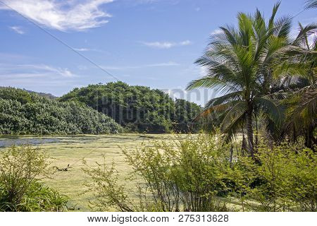 Tropical River In Lo De Marcos, Nayarit, Mexico