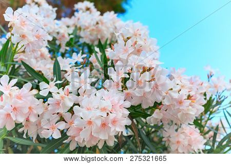 Nerium Oleander In Bloom, White And Pink Flowers And Green Leaves