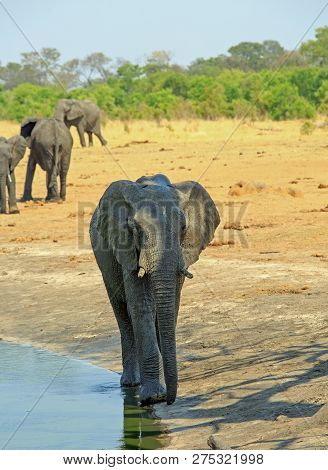 Portrist View Of An Africna Elephant Stnding On The Edge Of A Waterhole With More Elephants On The A