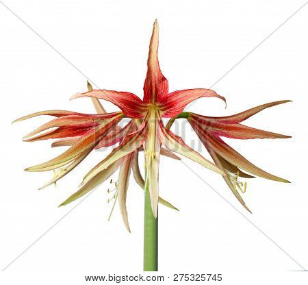 Amaryllis Hippeastrum Exotic Sybister La Paz Close Up Isolated On White Background