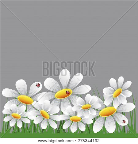 Gray Background With A Chamomile And Grass Pattern