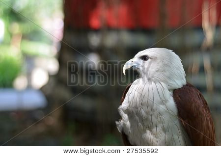Aquila Bianca