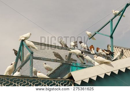 Dovecote With Domesticated Doves On The Attic