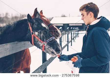 Photo of teenage boy feeding a horse on the ranch in cold snowy day. Healthy winter vacations in countryside.