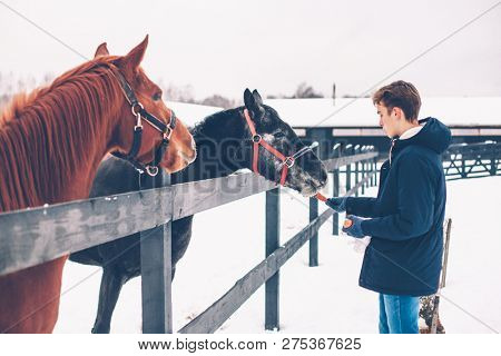 Photo of teenage boy feeding a horse on the ranch in cold snowy day. Healthy winter vacations in countryside.