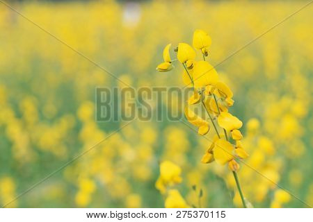 Yellow Flower Of Sunn Hemp, Indian Hemp Flower Field, Madras Hemp Or Crotalaria Juncea Is A Tropical