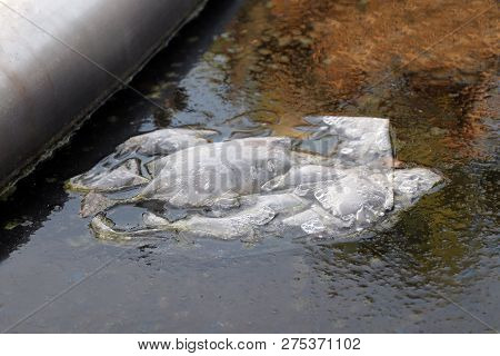 Waste Plastic Gag In Water Rotten, Waste Plastic Bag Floating In Water Is Rotten In The Pool With Mo