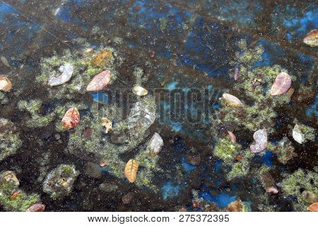 Waste Water Rotten, The Water Is Rotten In The Pool With Moss And Dry Leaves Dirty Water, Water Rott