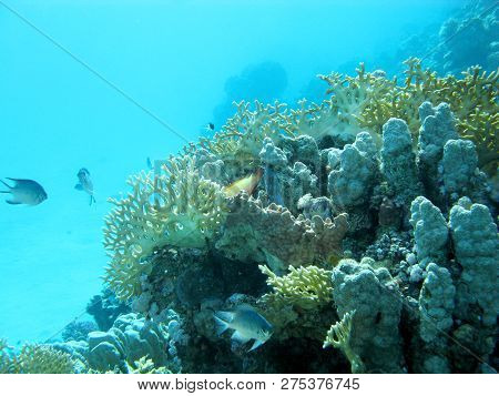 Coral Reef With Yellow Fire Coral At The Bottom Of Tropical Sea, Underwater.