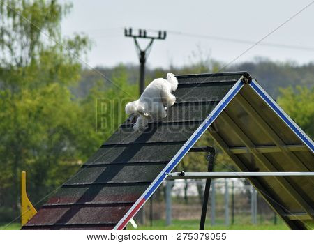 Poodle In Agility
Dog, Poodle In Agility. Amazing Evening, Hurdle Having Private Agility Training Fo