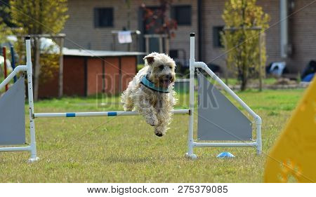 Spanish Water Dog In Agility
Dog,spanish Water Dog In Agility. Amazing Evening, Hurdle Having Privat