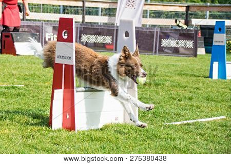 Red Border Collie On Flyball Czechschampionship In Prague. Photo From Flyball Schampionship In Pesop