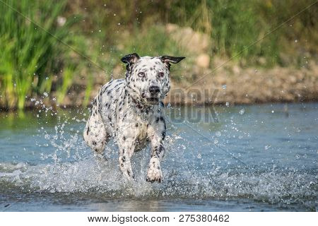 Dog On Water Photo Workshop. Dog In Amazing Autumn Photo Workshop In Prague.