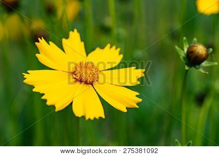 Yellow Flowers In The Garden. Spring Flowers, Outdoors