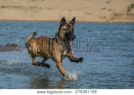 Chien De Berger Belge  Malinois In Photo Workshop. Dog In Amazing Autumn Photo Workshop In Prague.