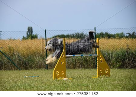 Bearded Collie Agility Training
Dog, Bearded Kolie In Agility. Amazing Evening, Hurdle Having Privat