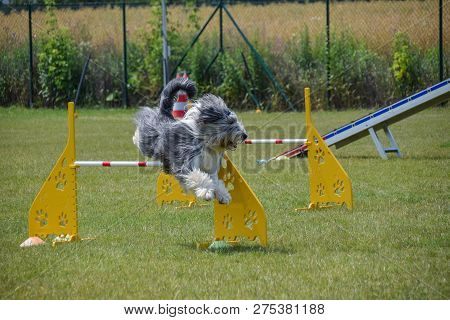 Bearded Collie Agility Intensive Training
Dog, Bearded Kolie In Agility. Amazing Evening, Hurdle Hav