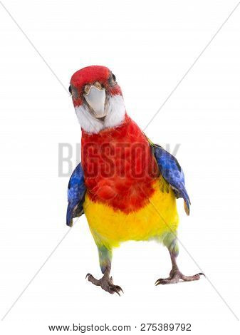 Parrot Rosella Parrot Isolated On White Background