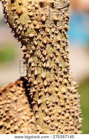 Close-up Of A Tree Trunk With Large Thorns In Egypt, Africa. Ceiba Speciosa Or Chorisia Speciosa (si