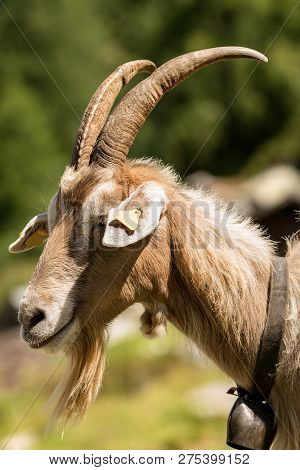 One Mountain Goat With Horns And Cowbell On A Green Background, Italian Alps