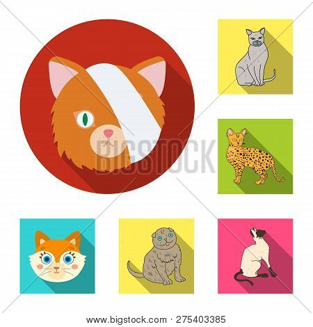 Vector Illustration Of Pet And Sphynx Icon. Set Of Pet And Fun Stock Vector Illustration.