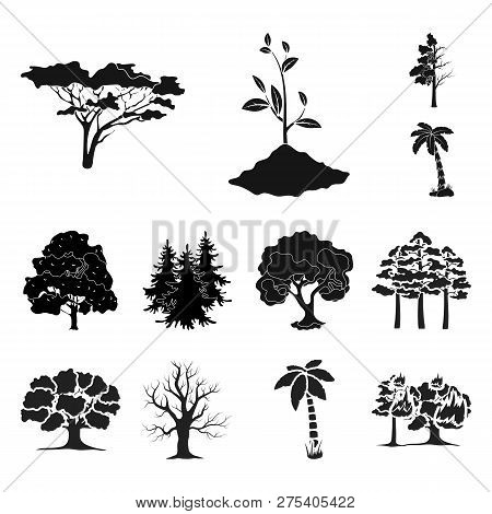 Vector Illustration Of Tree  And Forest Logo. Collection Of Tree  And Green Vector Icon For Stock.