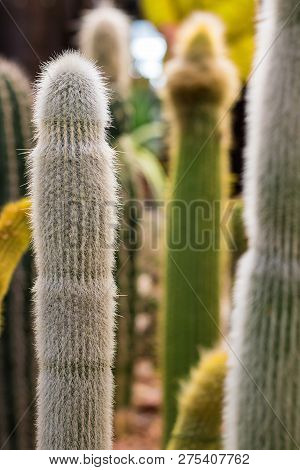 Long Vertical White Cactus Covered With White F On The Background Of Defocused Vertical Cacti Vertic