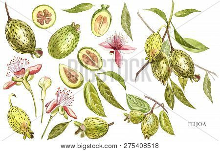 Watercolor Illustration Feijoa Plant. Hand Drawn Watercolor Painting On White Background. Watercolor
