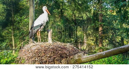 White Stork Standing In Its Nest Watching And Looking Around, Migrated Bird From Africa