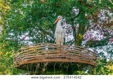 White Stork Standing In A Nest, Front View, Tropical Migrated Bird From Africa